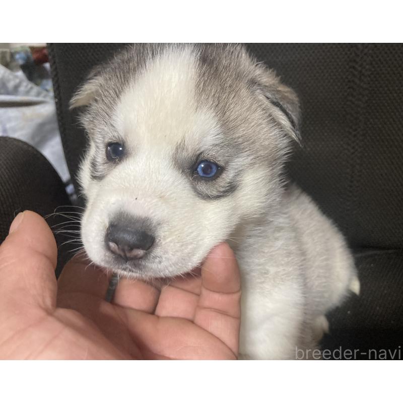 販売中の静岡県のシベリアンハスキー-425189の2枚目