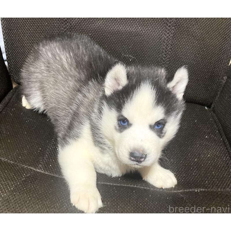 販売中の静岡県のシベリアンハスキー-425190の3枚目