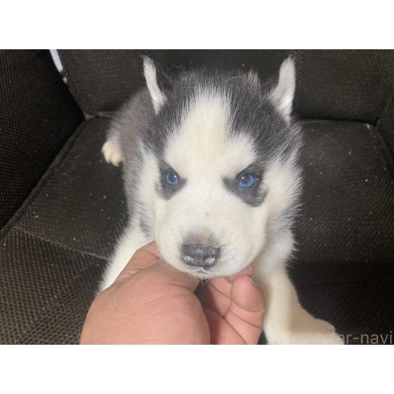 販売中の静岡県のシベリアンハスキー-425190の2枚目