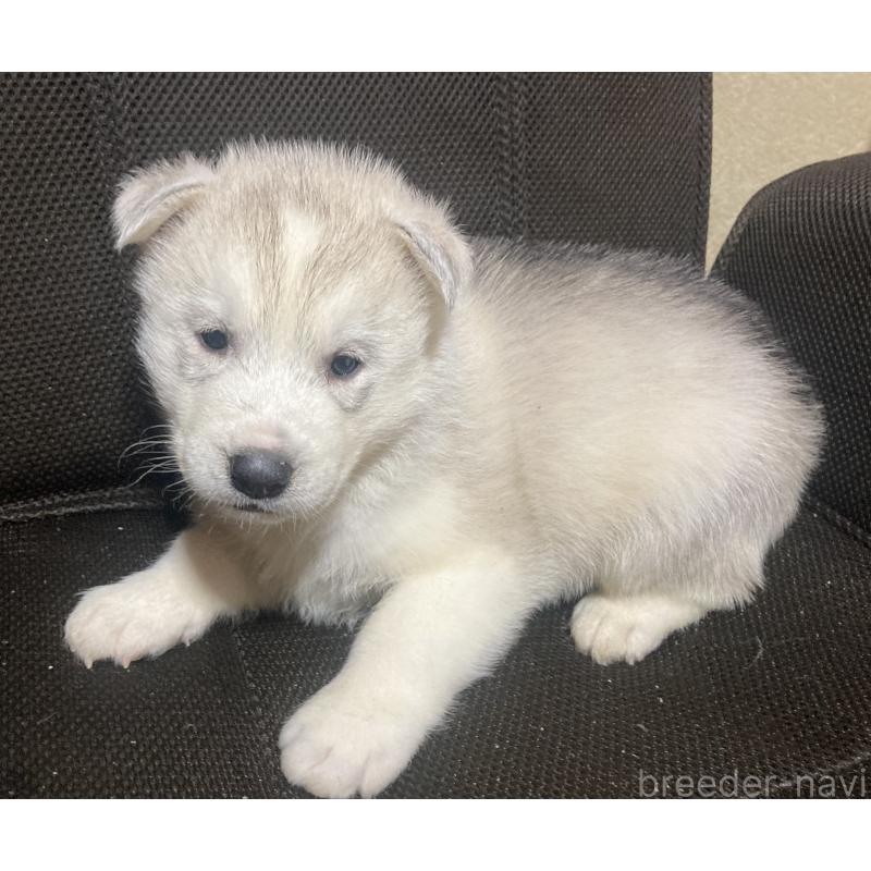 販売中の静岡県のシベリアンハスキー-425191の2枚目