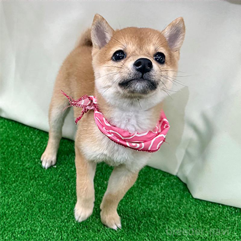 販売中の神奈川県の豆柴-425074