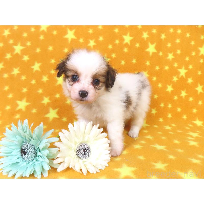 販売中の千葉県のパピヨン-422776の14枚目