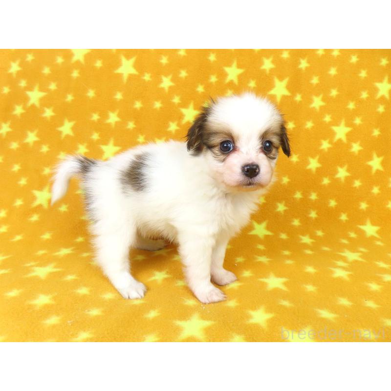 販売中の千葉県のパピヨン-422776の13枚目