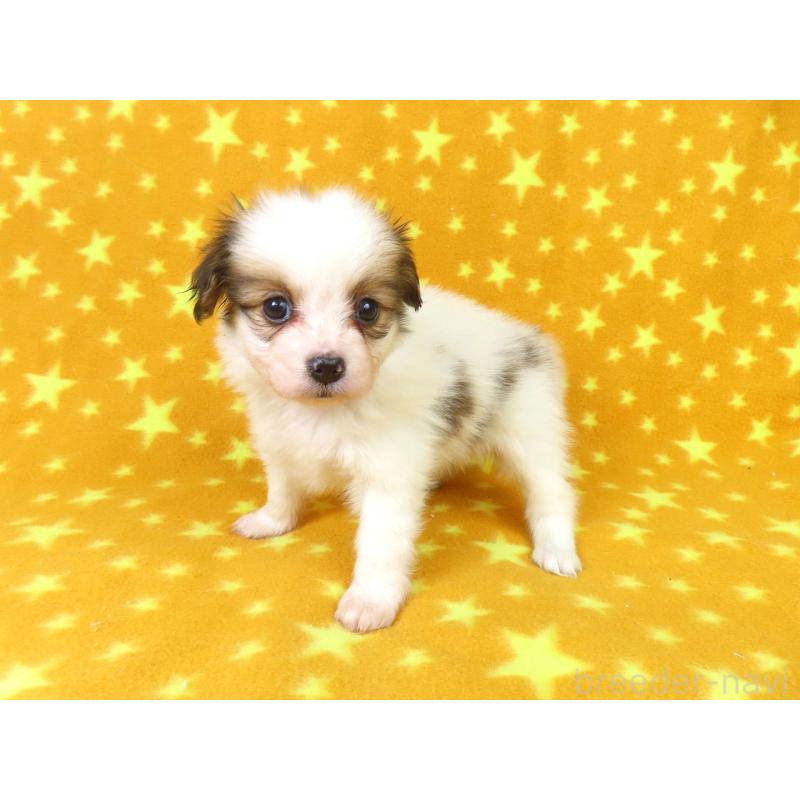 販売中の千葉県のパピヨン-422776の12枚目