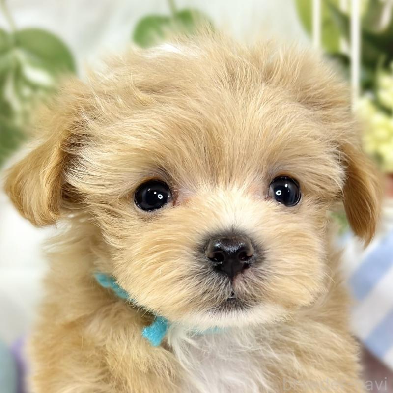 販売中の滋賀県のマルプー:マルチーズ×トイプードル-424688