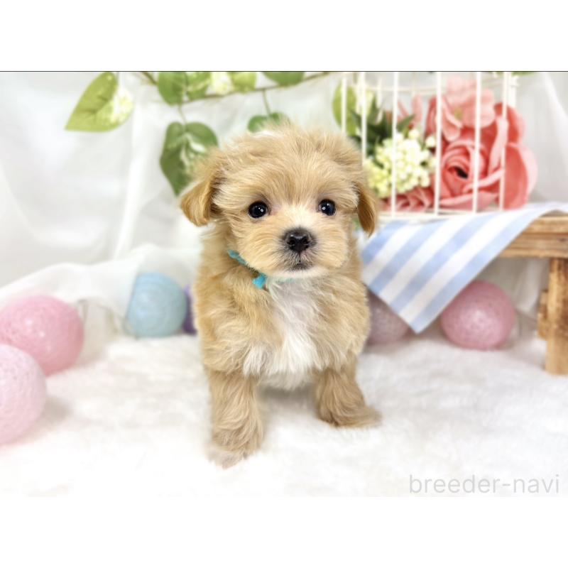 成約済の滋賀県のマルプー:マルチーズ×トイプードル-424688の4枚目