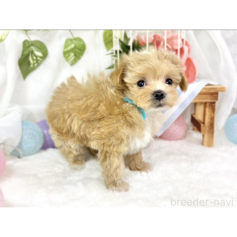 成約済の滋賀県のマルプー:マルチーズ×トイプードル-424688の3枚目