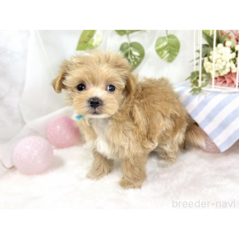 成約済の滋賀県のマルプー:マルチーズ×トイプードル-424688の2枚目