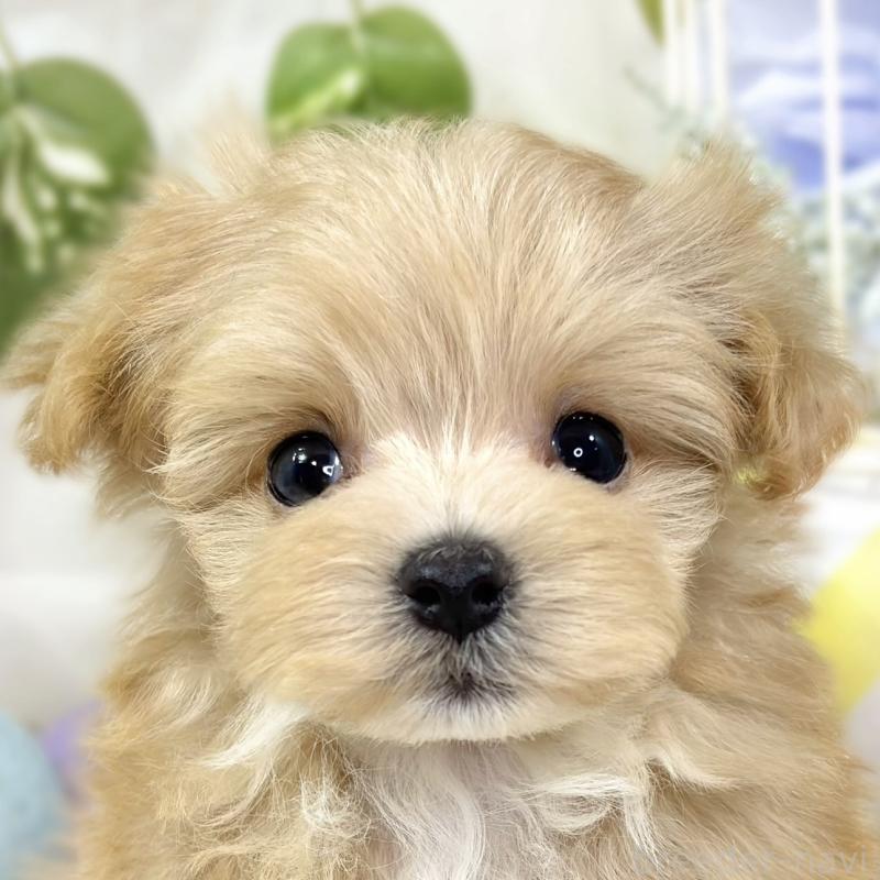 販売中の滋賀県のマルプー:マルチーズ×トイプードル-424690