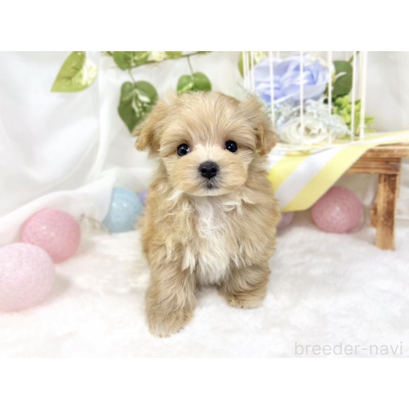 成約済の滋賀県のマルプー:マルチーズ×トイプードル-424690の4枚目