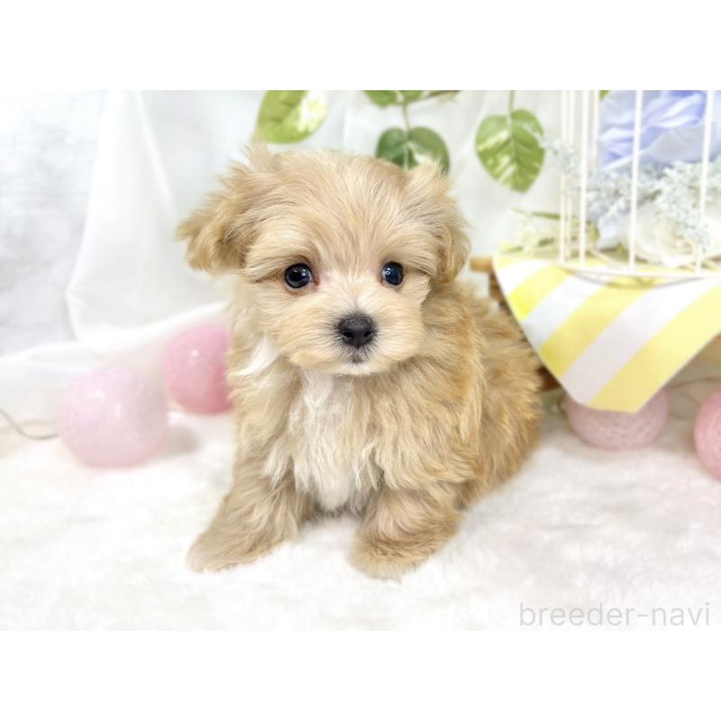 成約済の滋賀県のマルプー:マルチーズ×トイプードル-424690の2枚目