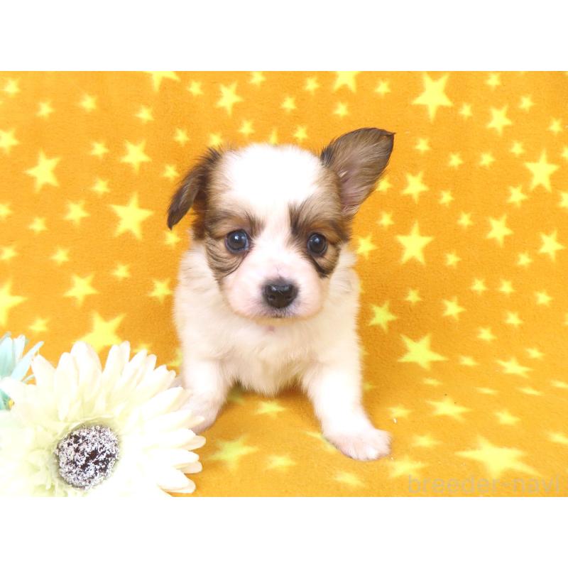 成約済の千葉県のパピヨン-422778の15枚目