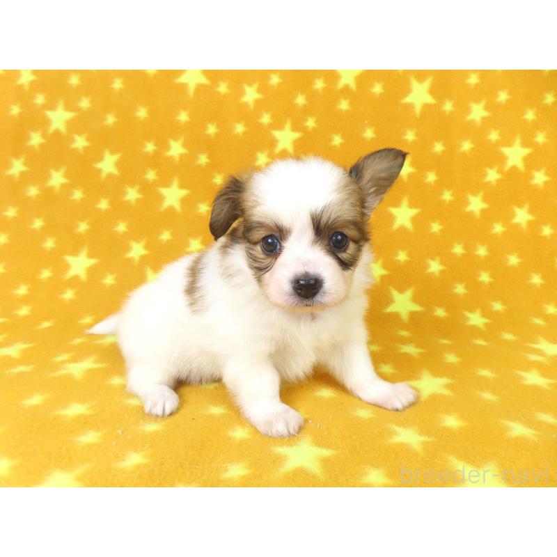 成約済の千葉県のパピヨン-422778の14枚目