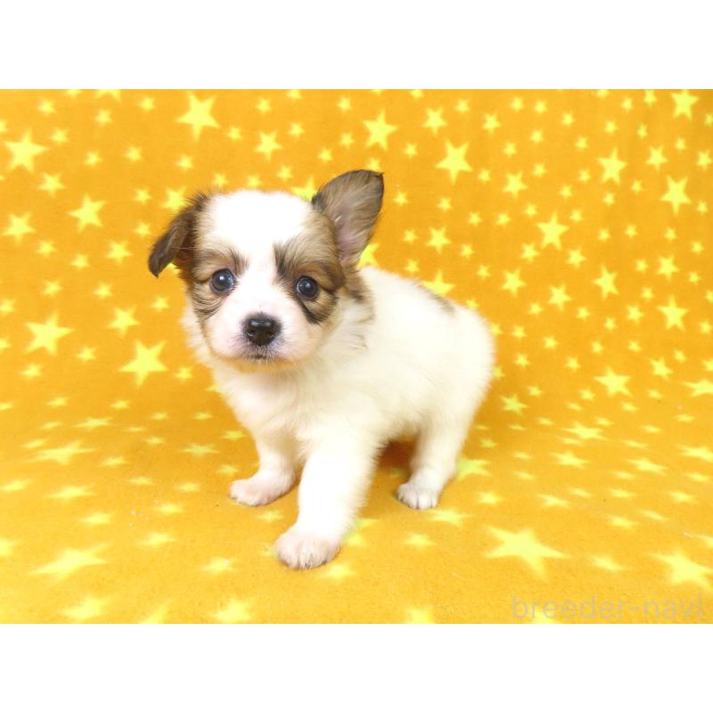 成約済の千葉県のパピヨン-422778の13枚目