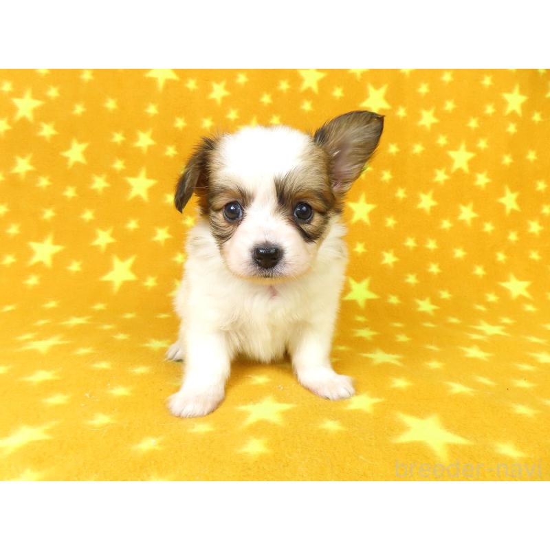 成約済の千葉県のパピヨン-422778の12枚目