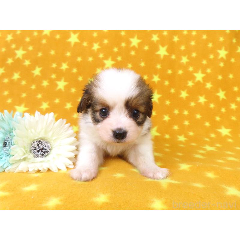 販売中の千葉県のパピヨン-422784の15枚目