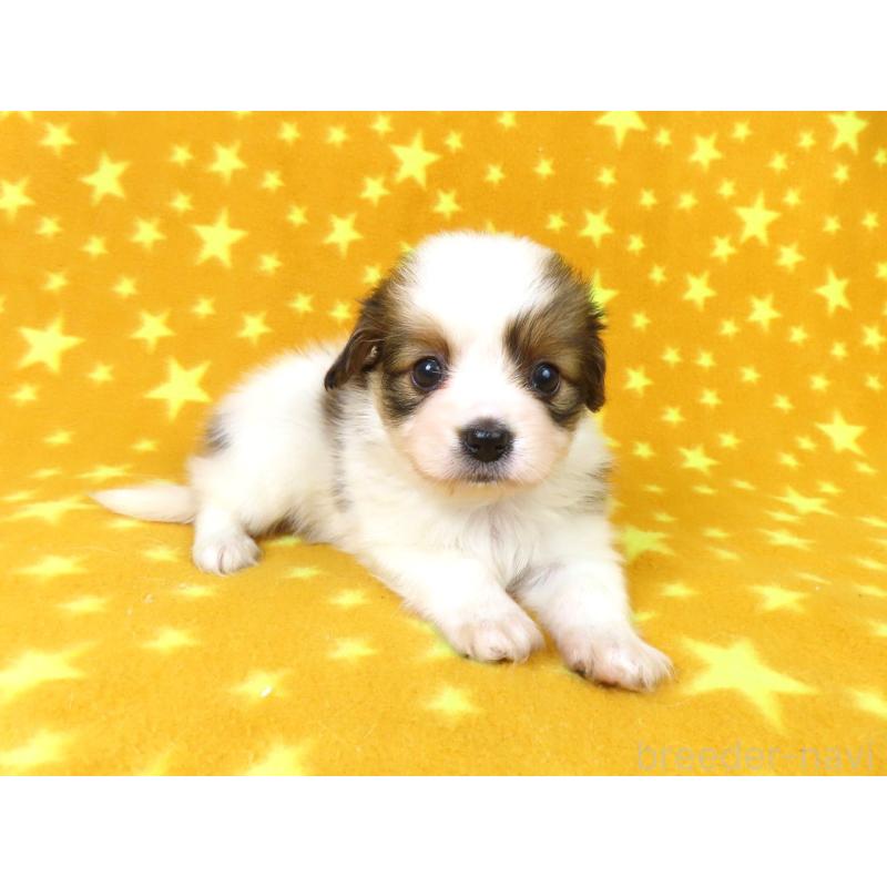 販売中の千葉県のパピヨン-422784の14枚目