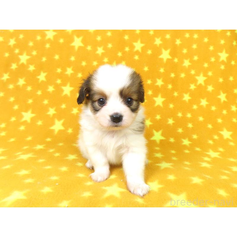 販売中の千葉県のパピヨン-422784の13枚目