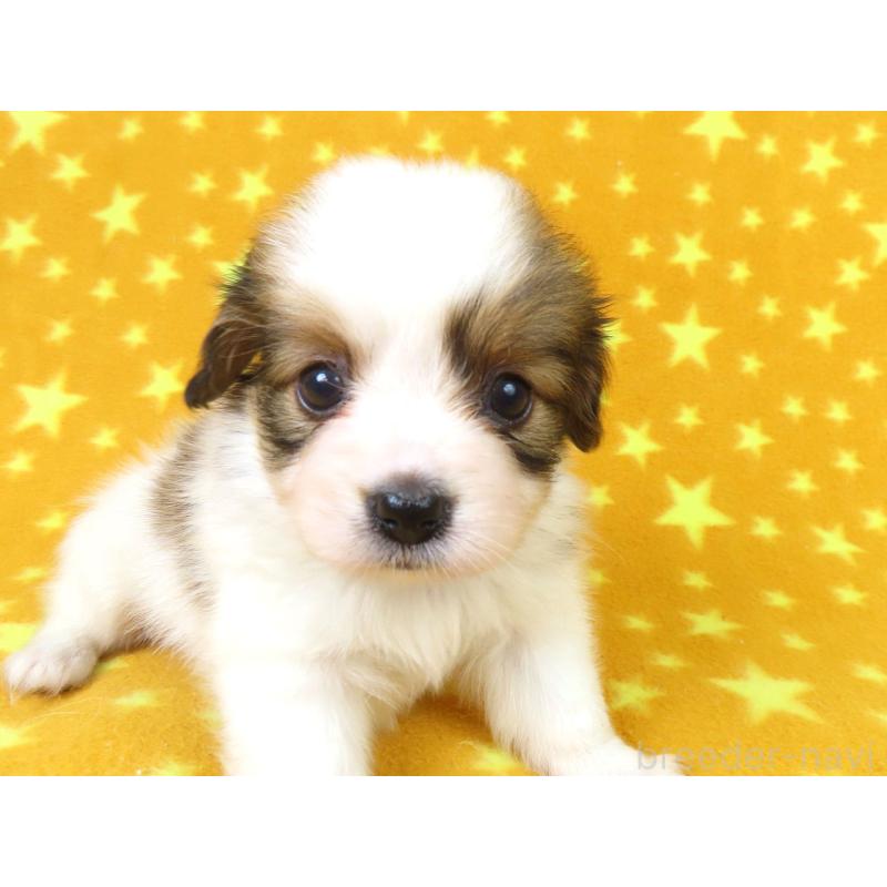 販売中の千葉県のパピヨン-422784の12枚目