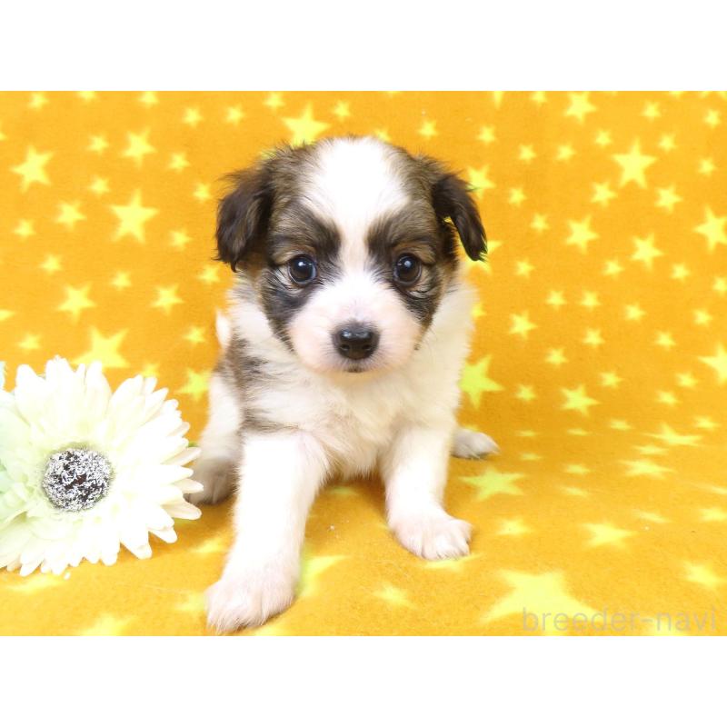 販売中の千葉県のパピヨン-423051の19枚目