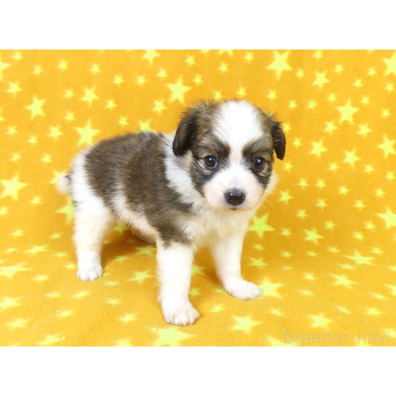 販売中の千葉県のパピヨン-423051の18枚目