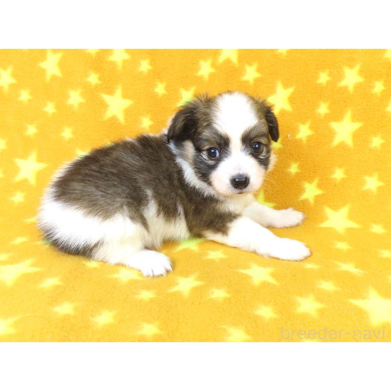 販売中の千葉県のパピヨン-423051の17枚目