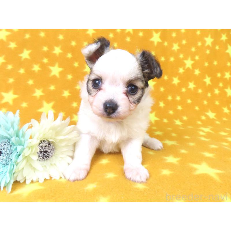 販売中の千葉県のパピヨン-423052の14枚目