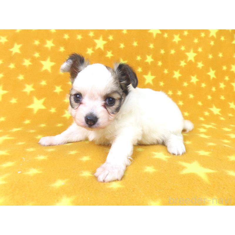 販売中の千葉県のパピヨン-423052の13枚目