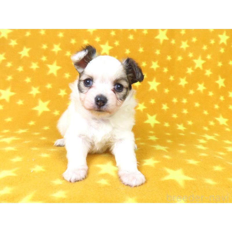 販売中の千葉県のパピヨン-423052の12枚目