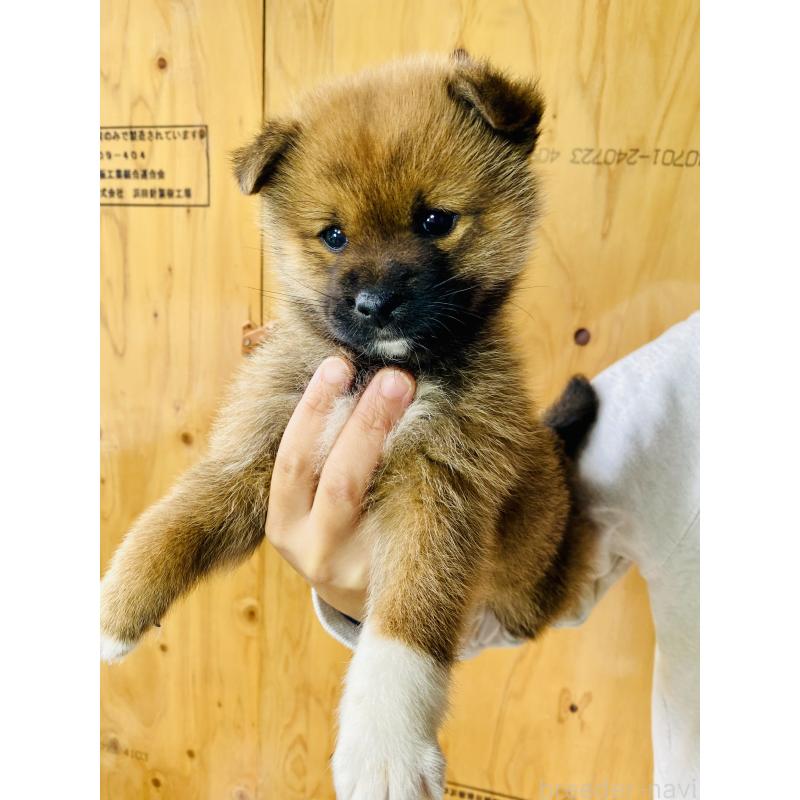 販売中の静岡県のミックス犬-425197の3枚目