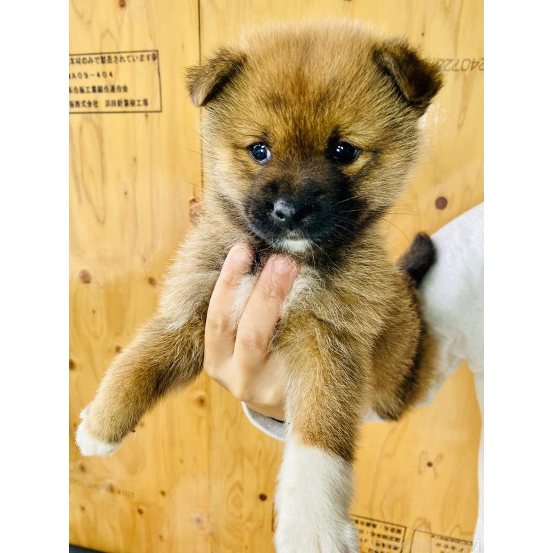 販売中の静岡県のミックス犬-425197の2枚目