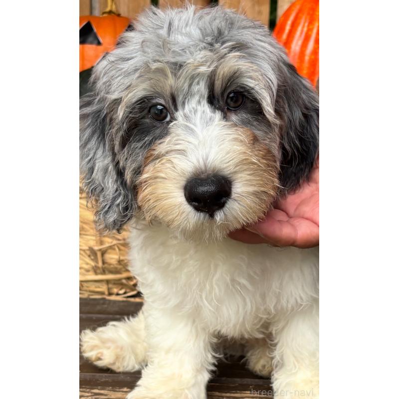 商談中の熊本県のバーニードゥードル:バーニーズ×スタンダードプードル-425200の3枚目