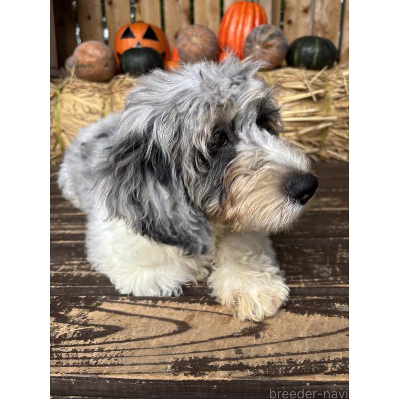 商談中の熊本県のバーニードゥードル:バーニーズ×スタンダードプードル-425200の2枚目