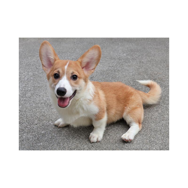 販売中の兵庫県のウェルシュコーギーペンブローク-404534