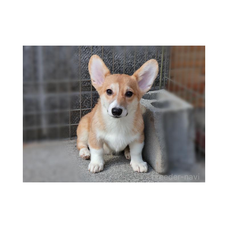 販売中の兵庫県のウェルシュコーギーペンブローク-404535