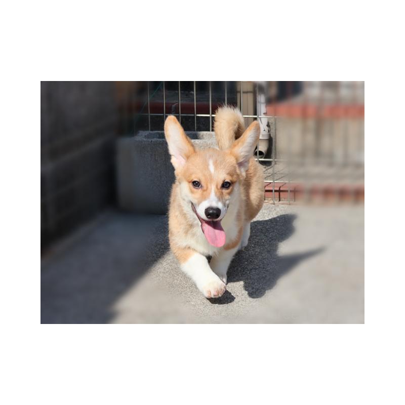 販売中の兵庫県のウェルシュコーギーペンブローク-404537