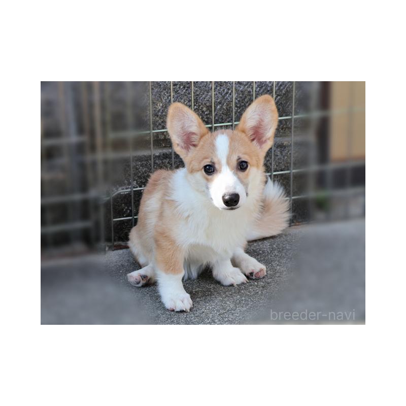 販売中の兵庫県のウェルシュコーギーペンブローク-404538