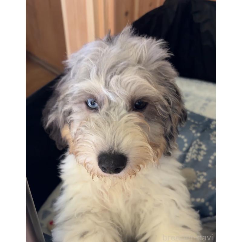 商談中の熊本県のバーニードゥードル:バーニーズ×スタンダードプードル-413446の5枚目