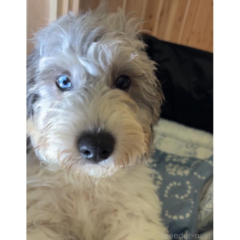 商談中の熊本県のバーニードゥードル:バーニーズ×スタンダードプードル-413446の4枚目