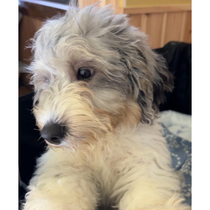 商談中の熊本県のバーニードゥードル:バーニーズ×スタンダードプードル-413446の3枚目