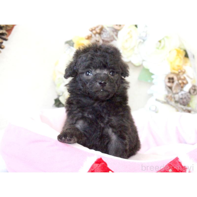 販売中の兵庫県のタイニープードル-425203の10枚目