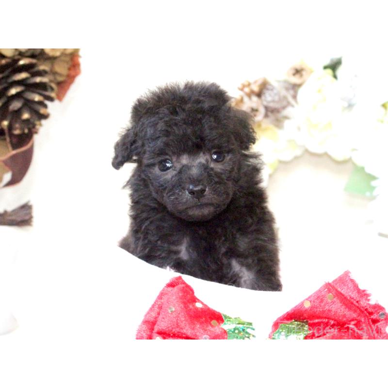 販売中の兵庫県のタイニープードル-425203の9枚目