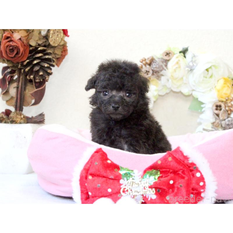 販売中の兵庫県のタイニープードル-425203の8枚目