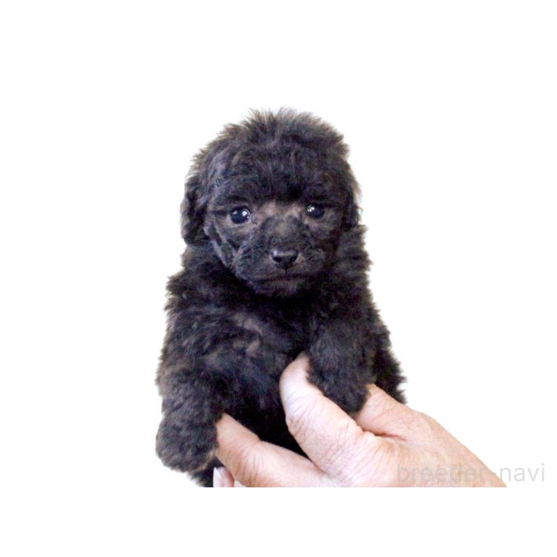 販売中の兵庫県のタイニープードル-425203の6枚目