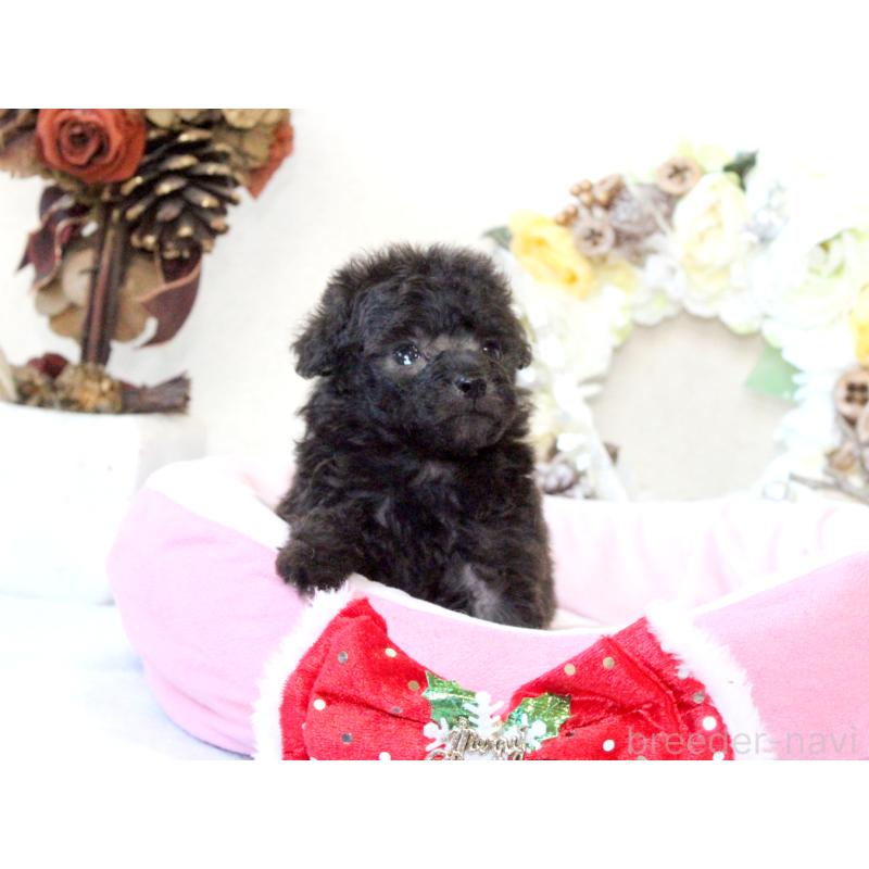 販売中の兵庫県のタイニープードル-425203の5枚目