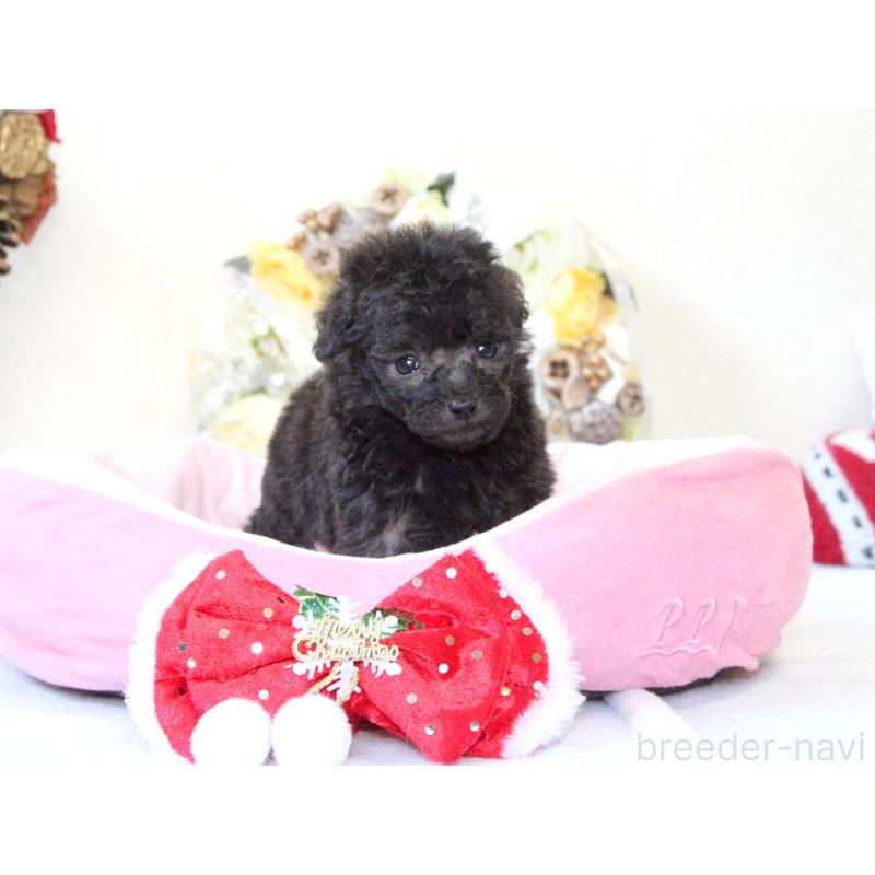 販売中の兵庫県のタイニープードル-425203の4枚目