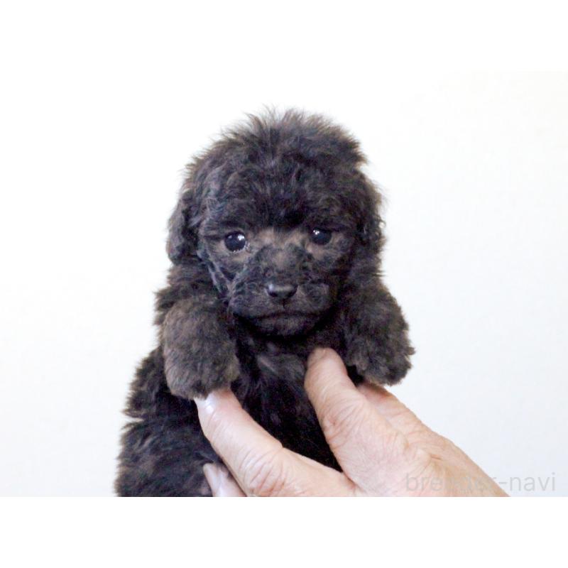 販売中の兵庫県のタイニープードル-425203の3枚目