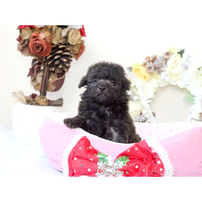 販売中の兵庫県のタイニープードル-425203の2枚目