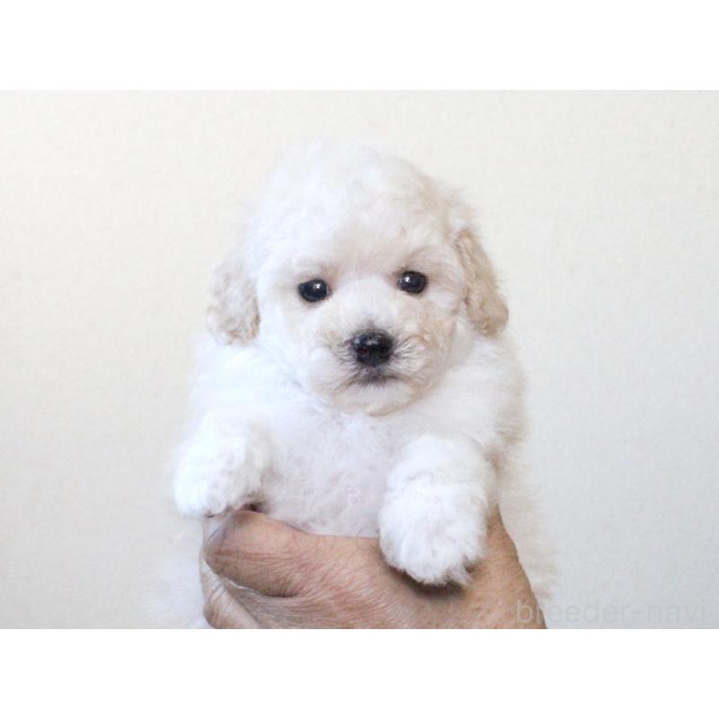販売中の兵庫県のタイニープードル-425205の9枚目