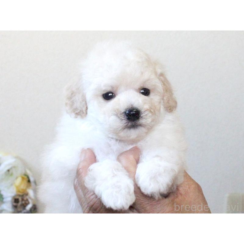 販売中の兵庫県のタイニープードル-425205の8枚目